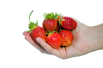 Image showing woman hand hold red ripe strawberries on white 