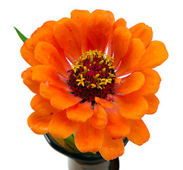 Image showing orange zinnia violacea flower isolated on white 