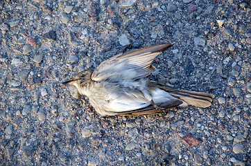 Image showing Dead flycatcher bird car killed lie asphalt road 