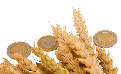 Image showing wheat ripe harvest ears euro coins isolated white 