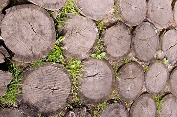 Image showing Background of tree stumps sting into the ground