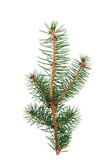 Image showing Fir branch