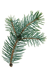 Image showing Fir branch