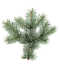 Image showing Fir branch