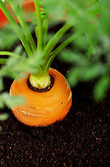 Image showing Carrot in plastic pot