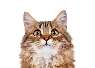 Image showing Portrait of cat