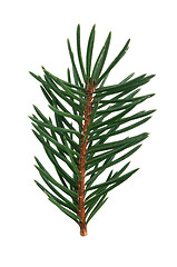 Image showing Fir branch