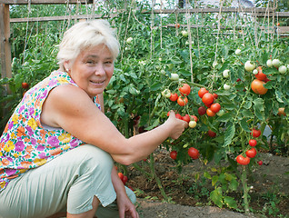 Image showing Woman reaps a crop of tomatoes