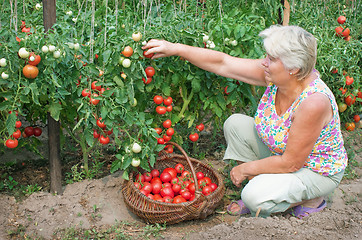 Image showing Woman reaps a crop of tomatoes