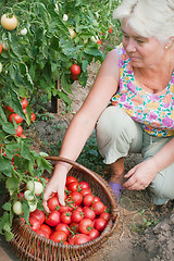 Image showing Woman reaps a crop of tomatoes