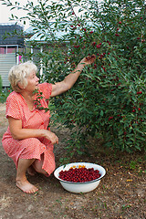 Image showing  Elderly woman collects  berries