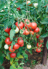 Image showing Plentiful fructification of tomatoes