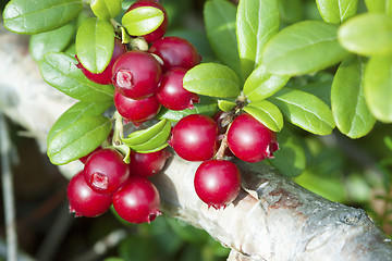 Image showing Lingonberry (Vaccinium vitis-idaea)