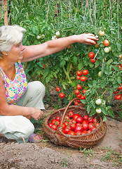 Image showing Woman reaps a crop of tomatoes