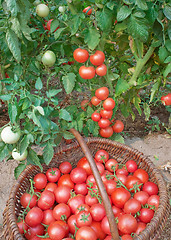 Image showing Plentiful fructification of tomatoes