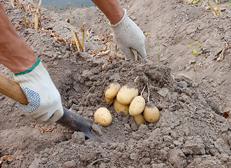 Image showing Dig potatoes