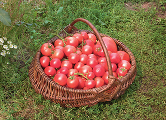 Image showing Basket filled with tomatoes