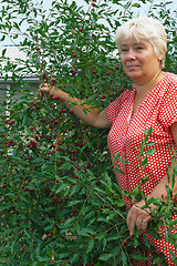 Image showing Woman collects berries