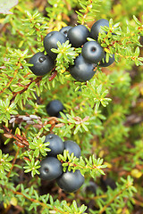 Image showing Crowberry (Empetrum)