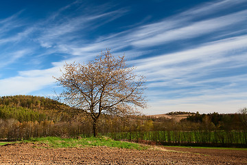 Image showing Autumn landscape