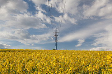 Image showing The rapeseed field