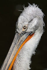 Image showing Pelican