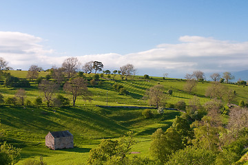 Image showing On the pasture