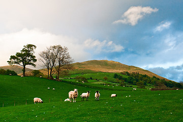 Image showing On the pasture