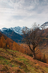 Image showing Autumn in Apls