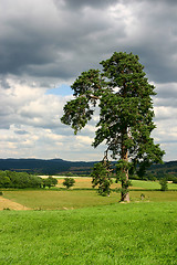 Image showing Lonely tree