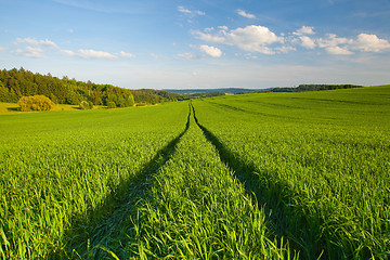 Image showing Cornfield 