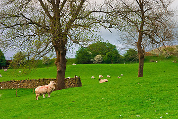 Image showing On the pasture