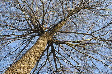 Image showing Winter tree, view from below
