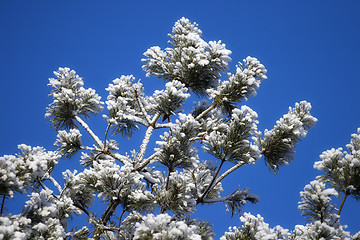 Image showing Pine-tree in winter