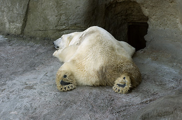 Image showing Polar bear