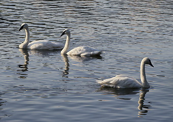 Image showing Three swans