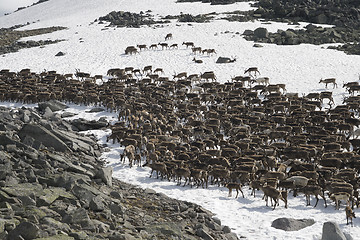 Image showing Herd of reindeers