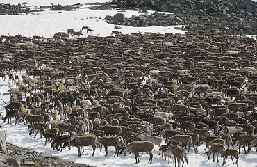 Image showing Herd of reindeers