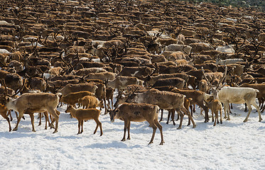 Image showing Herd of reindeers