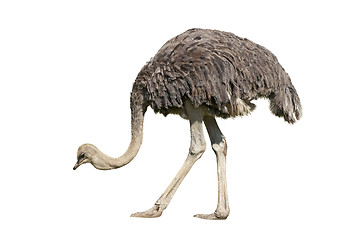 Image showing Ostrich