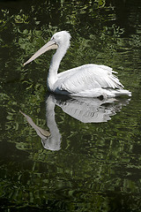 Image showing Swimming pelican