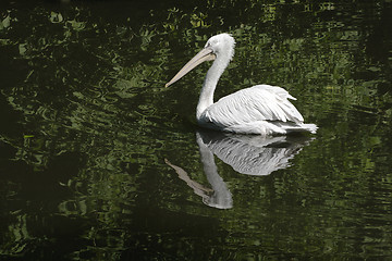 Image showing Swimming pelican