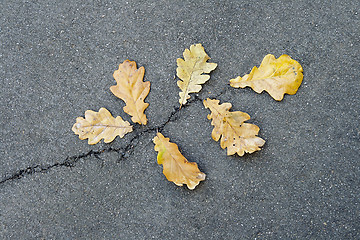 Image showing Oak leaves on asphalt