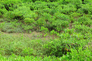 Image showing Red Mangroves