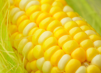 Image showing corn cob