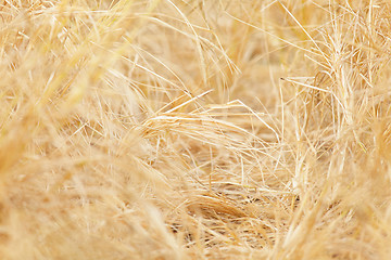 Image showing hay background