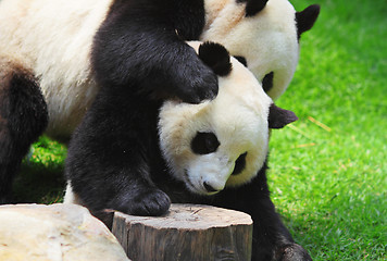 Image showing panda