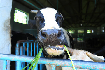 Image showing cow at farm
