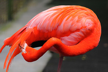 Image showing flamingo