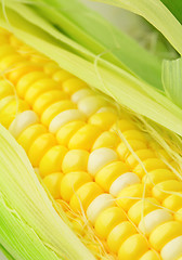 Image showing corn cob